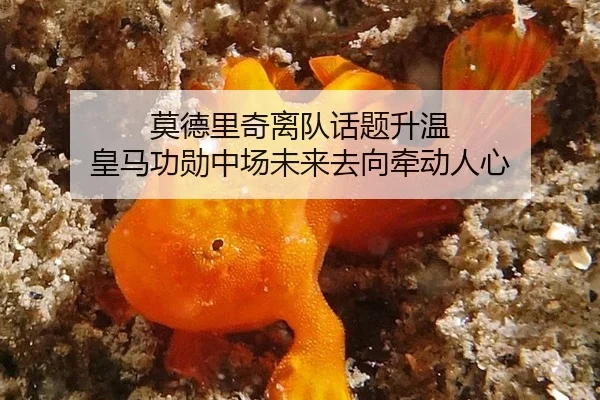 莫德里奇离队话题升温 皇马功勋中场未来去向牵动人心